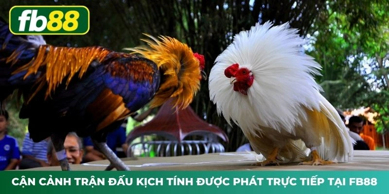 Cận cảnh trận đấu kịch tính được phát trực tiếp tại FB88