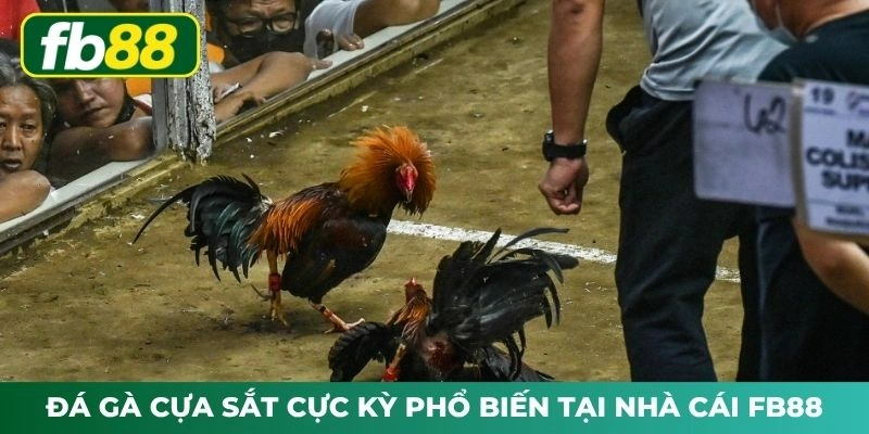 Đá gà cựa sắt cực kỳ phổ biến tại nhà cái FB88