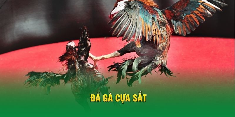 Đá Gà Cựa Sắt – Theo Dõi Những Trận Đấu Nảy Lửa Ở FB88