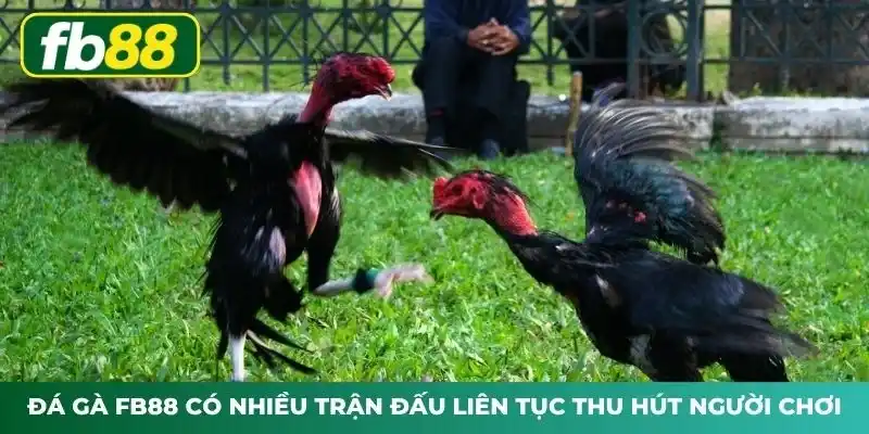 Đá gà FB88 có nhiều trận đấu liên tục thu hút người chơi