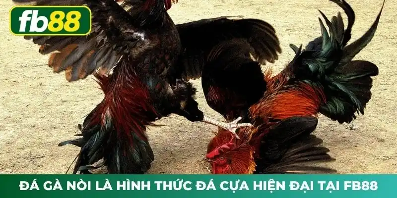 Đá gà nòi là hình thức đá cựa hiện đại tại FB88
