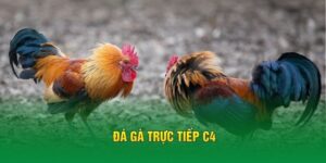 Đá Gà Trực Tiếp C4 – Những Cuộc So Tài Mãn Nhãn Nhất FB88
