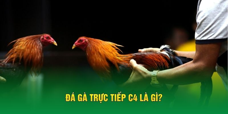 Đá gà trực tiếp C4 là gì?