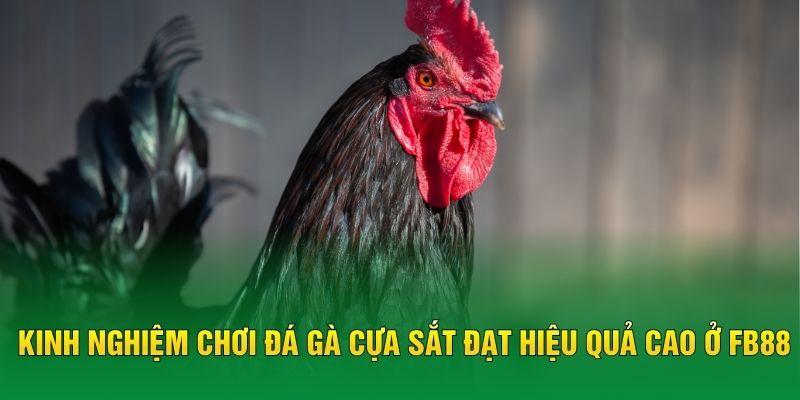 Kinh nghiệm chơi đá gà cựa sắt đạt hiệu quả cao ở FB88