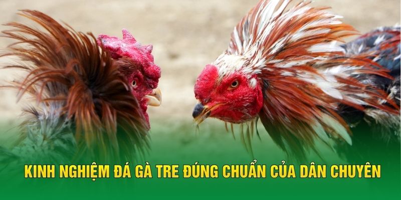 Kinh nghiệm đá gà tre đúng chuẩn của dân chuyên