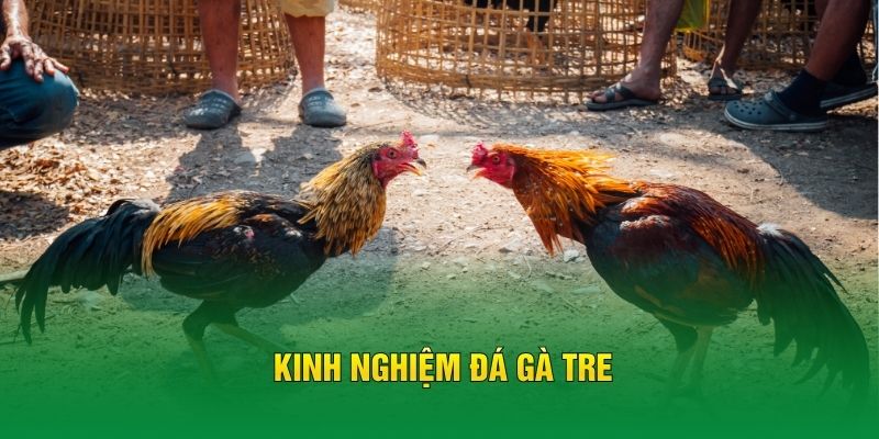 Kinh Nghiệm Đá Gà Tre – Bí Quyết Chơi Chọi Kê Hiệu Quả Từ FB88