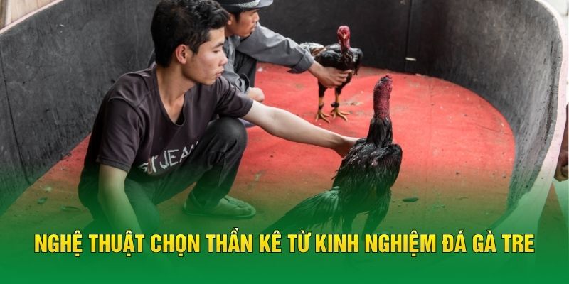 Nghệ thuật chọn thần kê từ kinh nghiệm đá gà tre