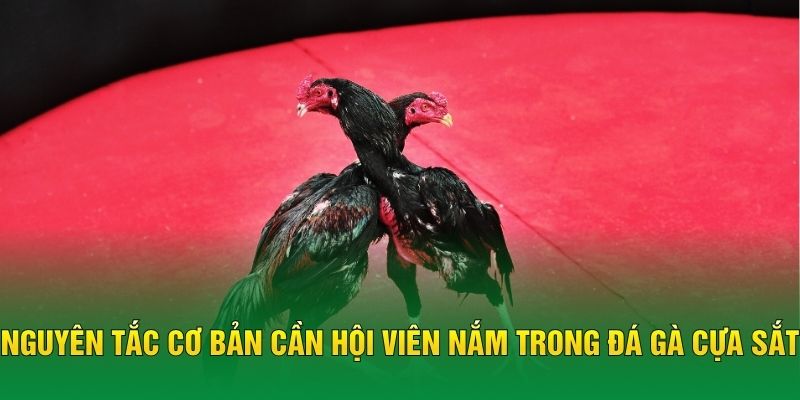 Nguyên tắc cơ bản cần hội viên nắm trong đá gà cựa sắt