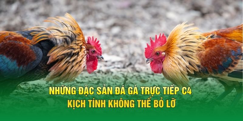 Những đặc sản đá gà trực tiếp C4 kịch tính không thể bỏ lỡ