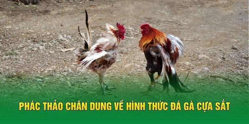 Phác thảo chân dung về hình thức đá gà cựa sắt