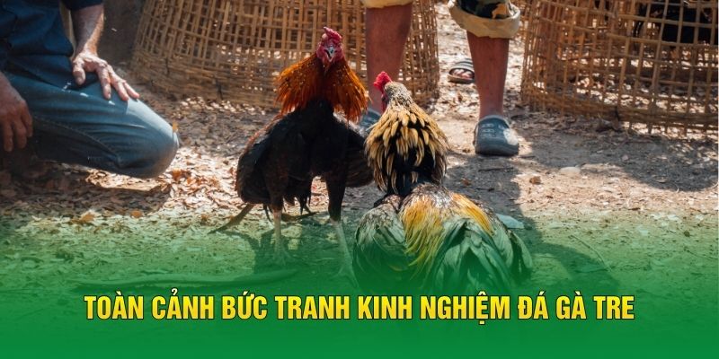 Toàn cảnh bức tranh kinh nghiệm đá gà tre