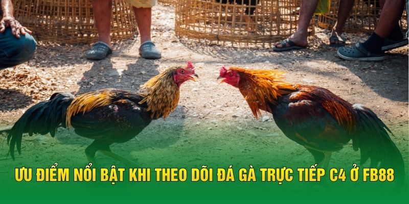 Ưu điểm nổi bật khi theo dõi đá gà trực tiếp C4 ở FB88